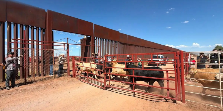 Detectan afta en un becerro de Sonora y suspenden temporalmente exportación a EU