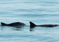 Apertura de pesca focaliza protección en refugio de la vaquita: Semarnat