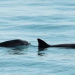 Apertura de pesca focaliza protección en refugio de la vaquita: Semarnat