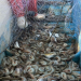 Arranca pesca de camarón en hábitat de la vaquita marina con permisos para redes prohibidas