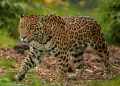 Inauguran en Sonora exposición fotográfica dedicada a la conservación y hábitat del jaguar más septentrional de América