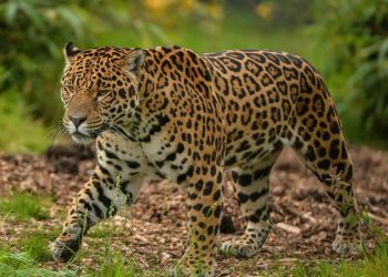 Inauguran en Sonora exposición fotográfica dedicada a la conservación y hábitat del jaguar más septentrional de América