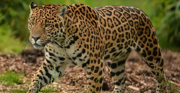 Inauguran en Sonora exposición fotográfica dedicada a la conservación y hábitat del jaguar más septentrional de América