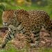 Inauguran en Sonora exposición fotográfica dedicada a la conservación y hábitat del jaguar más septentrional de América