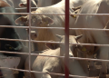 Sonora Suspende Exportación de Ganado a EUA por Lesión Compatible con Fiebre Aftosa