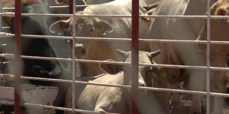 Sonora Suspende Exportación de Ganado a EUA por Lesión Compatible con Fiebre Aftosa