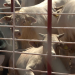 Sonora Suspende Exportación de Ganado a EUA por Lesión Compatible con Fiebre Aftosa