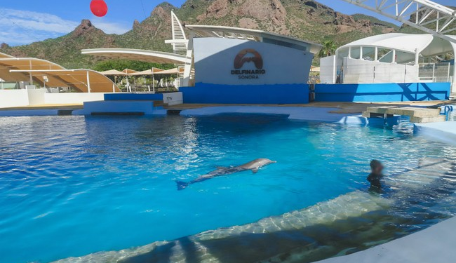 Profepa investiga muerte de la delfín “Moana”: golpe asociado al desprendimiento de infraestructura es valorado como presunta causa