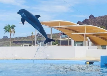 Muere delfín “Moana” bajo custodia del Delfinario Sonora; investigan causa del deceso