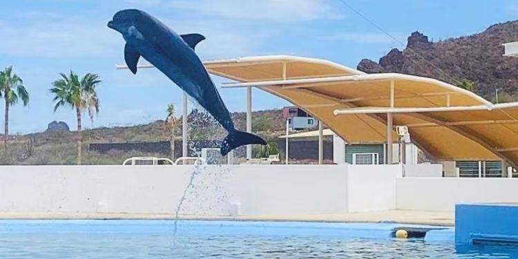 Muere delfín “Moana” bajo custodia del Delfinario Sonora; investigan causa del deceso