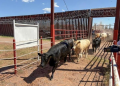 Anuncian reapertura de dos puertos para exportación de ganado en Chihuahua y Sonora