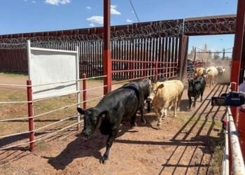 Anuncian reapertura de dos puertos para exportación de ganado en Chihuahua y Sonora