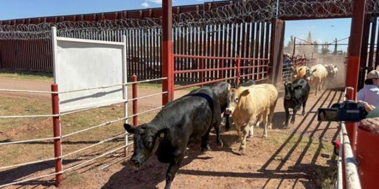 Anuncian reapertura de dos puertos para exportación de ganado en Chihuahua y Sonora