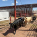 Anuncian reapertura de dos puertos para exportación de ganado en Chihuahua y Sonora