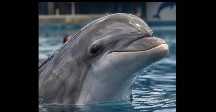 Organizaciones exigen investigación por muerte de delfín e inspección al Delfinario Sonora