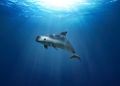 Convención sobre Comercio Internacional de Especies Amenazadas evaluará situación de la vaquita marina; destacan esfuerzos de México