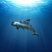 Convención sobre Comercio Internacional de Especies Amenazadas evaluará situación de la vaquita marina; destacan esfuerzos de México