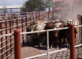 Exportación de ganado sonorense a EU sube de 700 a mil 300 cabezas diarias desde agosto