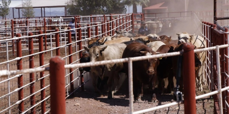 Exportación de ganado sonorense a EU sube de 700 a mil 300 cabezas diarias desde agosto