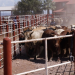 Exportación de ganado sonorense a EU sube de 700 a mil 300 cabezas diarias desde agosto