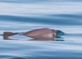 Cárteles, totoaba y redes agalleras: la urdimbre que extingue a la vaquita marina
