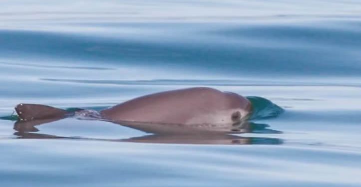 Cárteles, totoaba y redes agalleras: la urdimbre que extingue a la vaquita marina