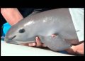 Gobierno refuerza restricciones a la pesca en Golfo de California para proteger a la vaquita marina