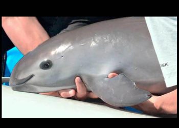 Gobierno refuerza restricciones a la pesca en Golfo de California para proteger a la vaquita marina