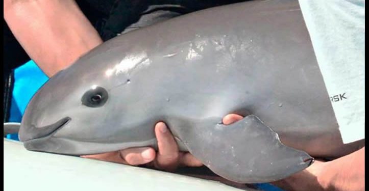 Gobierno refuerza restricciones a la pesca en Golfo de California para proteger a la vaquita marina