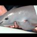 Gobierno refuerza restricciones a la pesca en Golfo de California para proteger a la vaquita marina