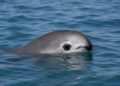 Vaquita marina: científicos defienden reducción del polígono de protección y activistas alertan por riesgos