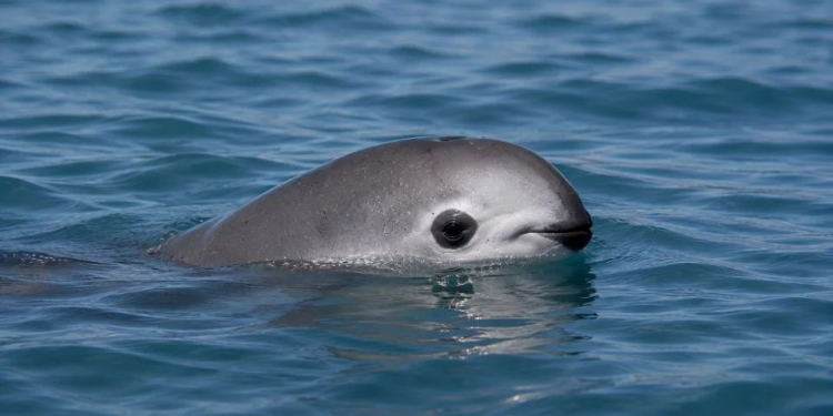 Vaquita marina: científicos defienden reducción del polígono de protección y activistas alertan por riesgos