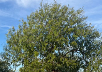 El Mezquite Es el Oasis para las Abejas: Así les Ayuda en Temporada de Calor