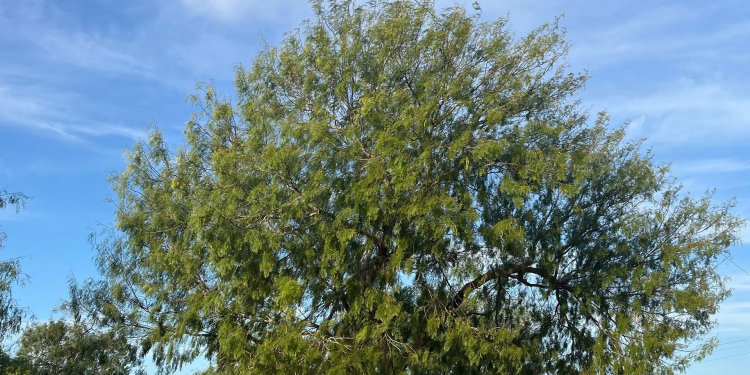El Mezquite Es el Oasis para las Abejas: Así les Ayuda en Temporada de Calor