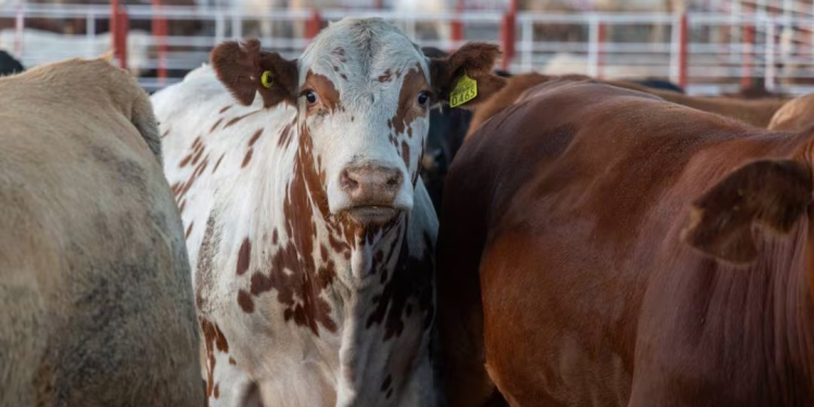 Nogales reanudará exportación de ganado a Estados Unidos; Sonora prevé movilizar 2 mil 500 reses diarias