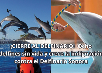 ¡CIERRE AL DELFINARIO! Ocho delfines sin vida y crece la indignación contra el Delfinario Sonora
