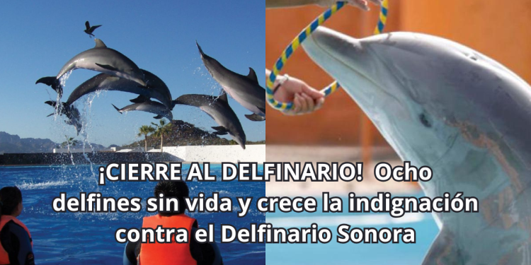 ¡CIERRE AL DELFINARIO! Ocho delfines sin vida y crece la indignación contra el Delfinario Sonora